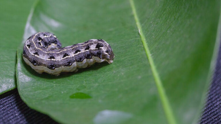 Adobe-Stock-Common-Cutworm