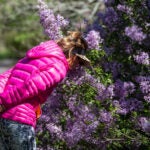 Lilacs-Arnold-Arboretum