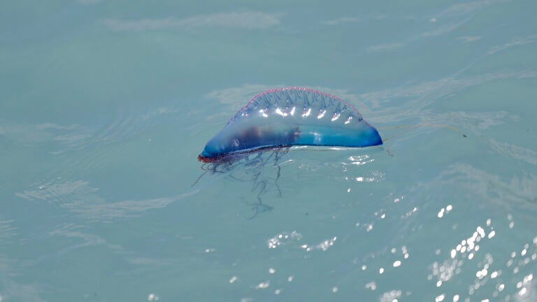 42 Portuguese Man O War Wash Up On Nantucket Beaches 1 Spotted In Westport