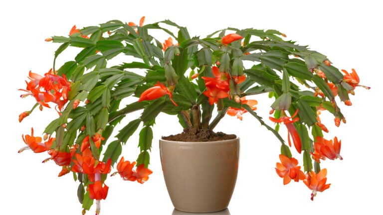 Christmas-Cactus-Potted-Adobe-Stock