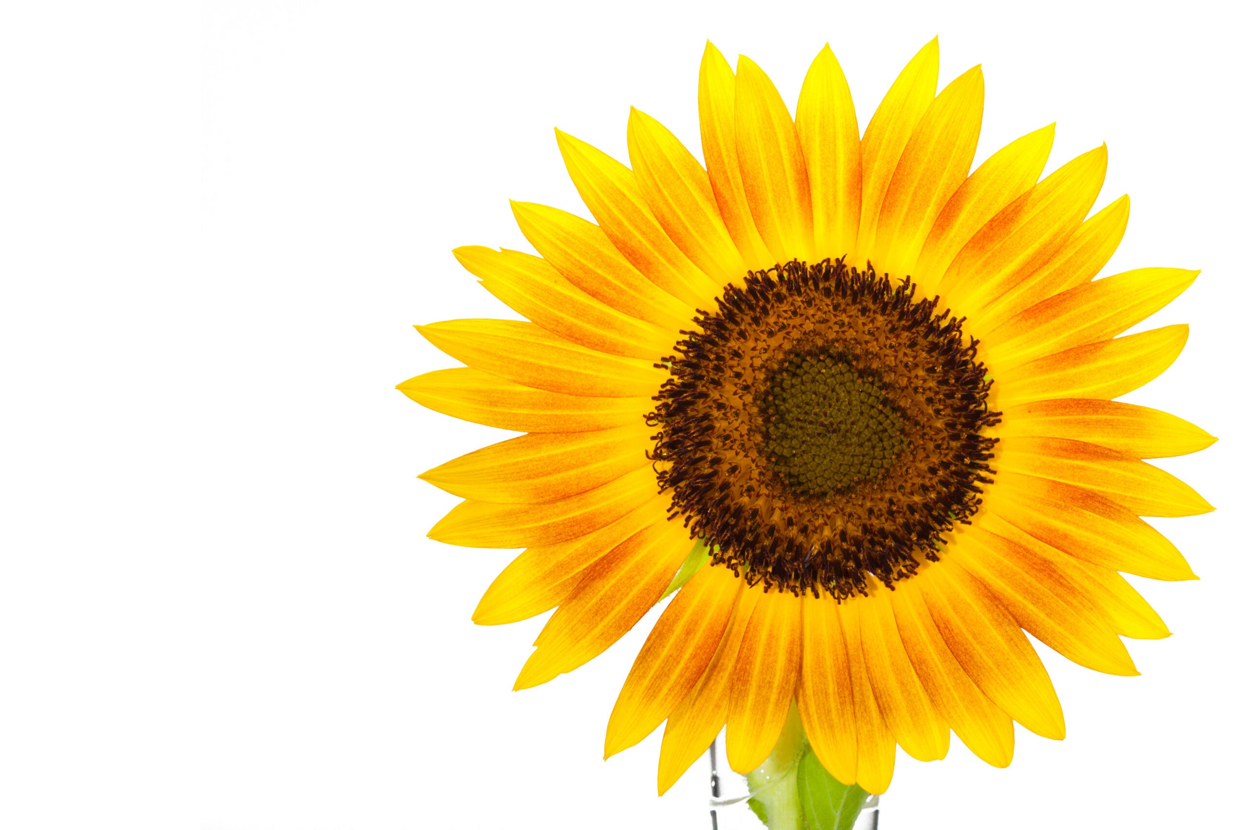 Adobe-Stock-Sunflower