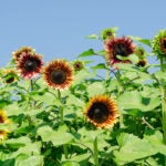 Sunflowers-Field-Adobe-Stock