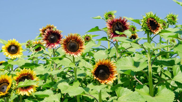 Sunflowers-Field-Adobe-Stock