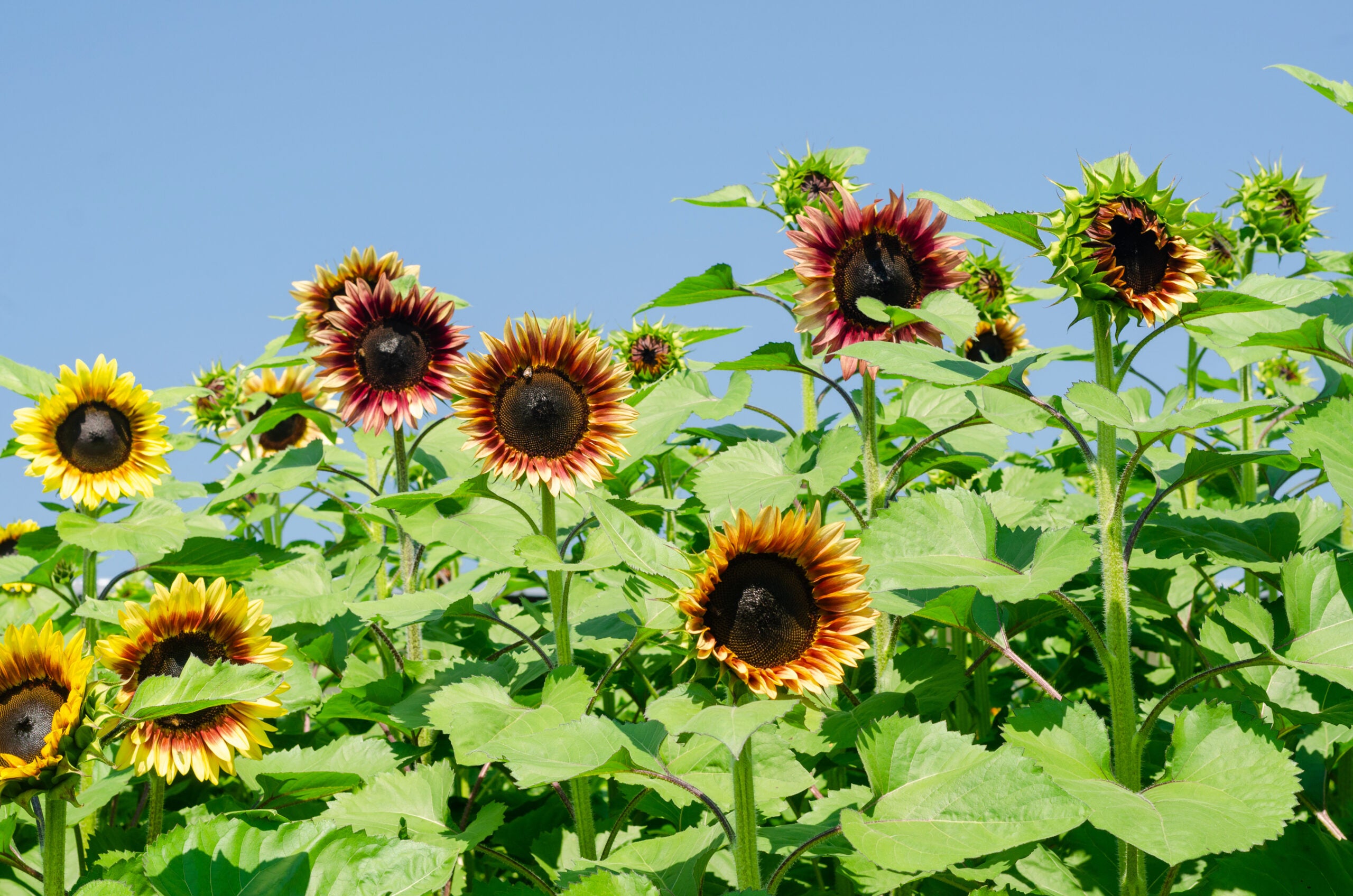 Some Sunflowers Are No Friends To Bees Here s Why