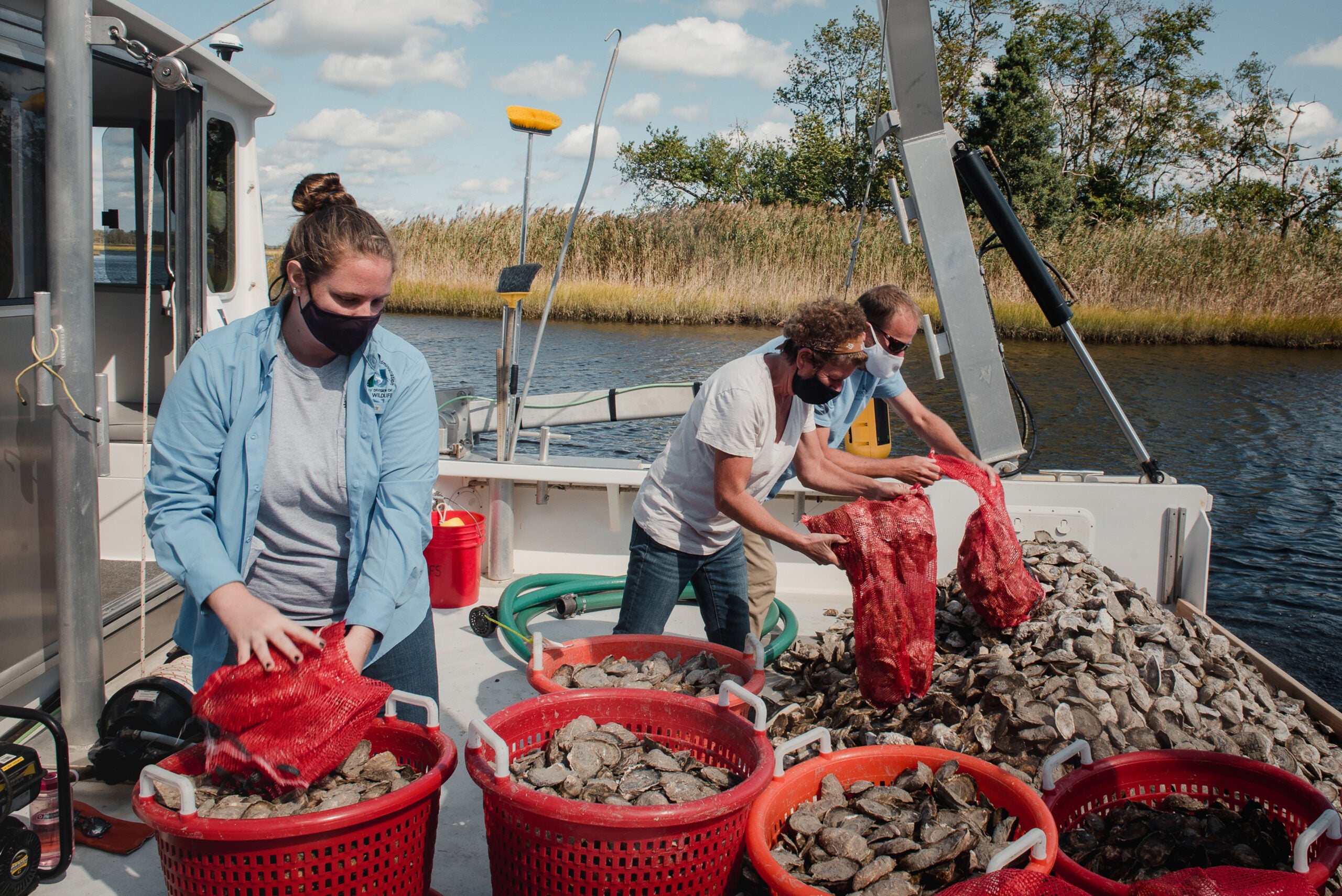 Oyster farmers who feared going broke brace for a 'bonkers' summer - Vimarsana News