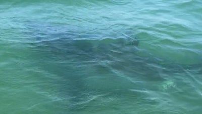 Shark season has begun on the Cape. Here's where they've been spotted.