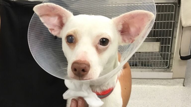 Dog allegedly found abandoned in Randolph recovering from surgery