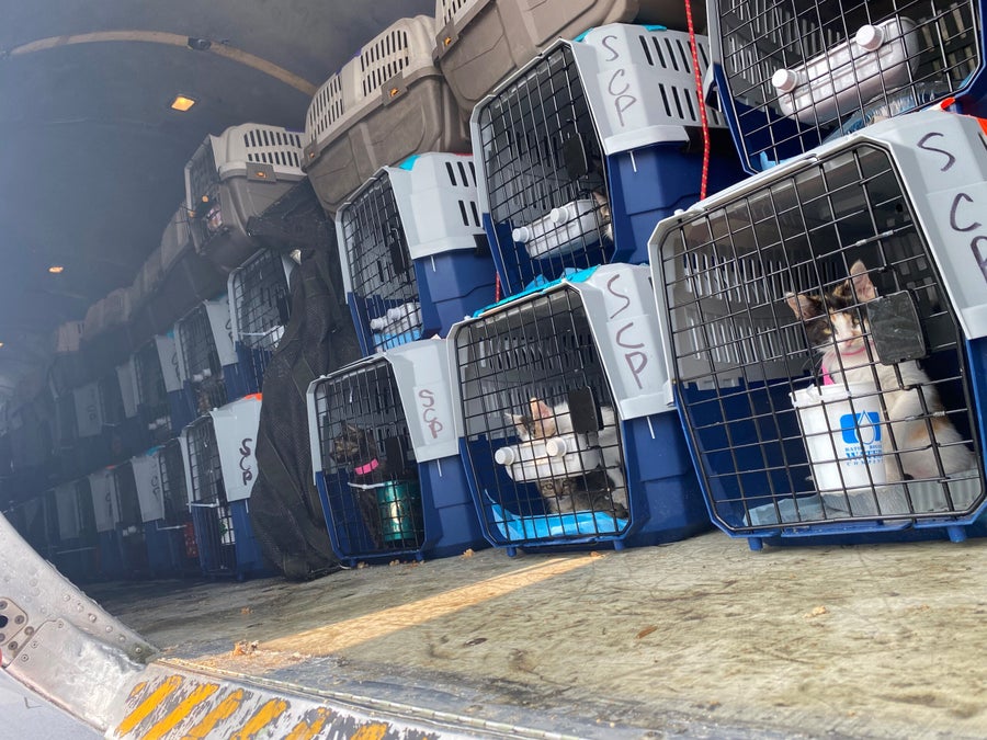 Over 100 kittens will be up for adoption in Mass. after traveling from