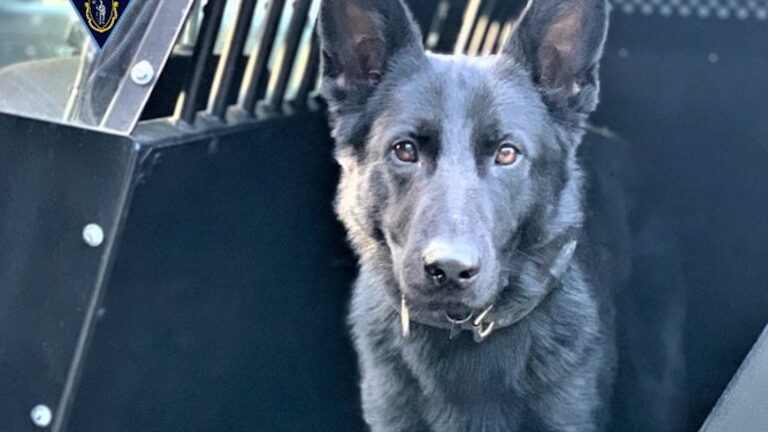 State police K-9 finds missing girl; another locates a suspect in a ...