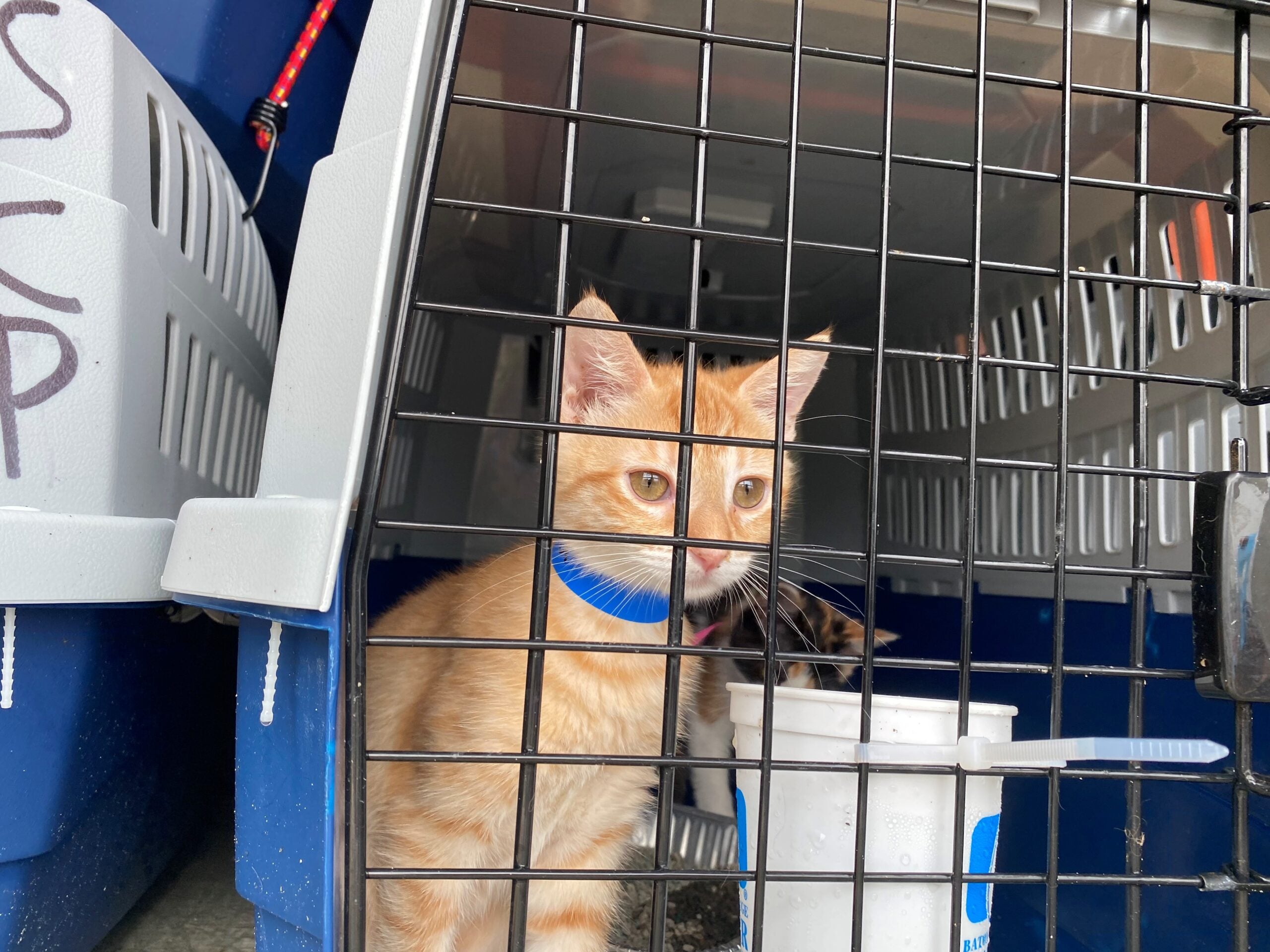 https://bdc2020.o0bc.com/wp-content/uploads/2021/07/One-of-the-new-arrivals-surveys-the-scene-just-after-the-plane-touched-down-in-New-Bedford-earlier-today-credit-MSPCA-Angell-60f73c45e67fa-scaled.jpg