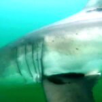 Atlantic White Shark Conservancy