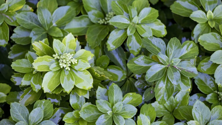 Pachysandra-in-Bloom-Adobe-Stock