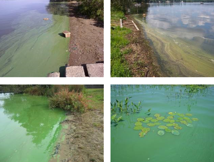 Here's where harmful cyanobacteria blooms have been detected in Mass.