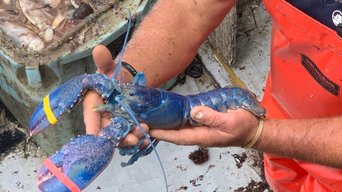 Rare Cotton Candy Lobster Found In Maine