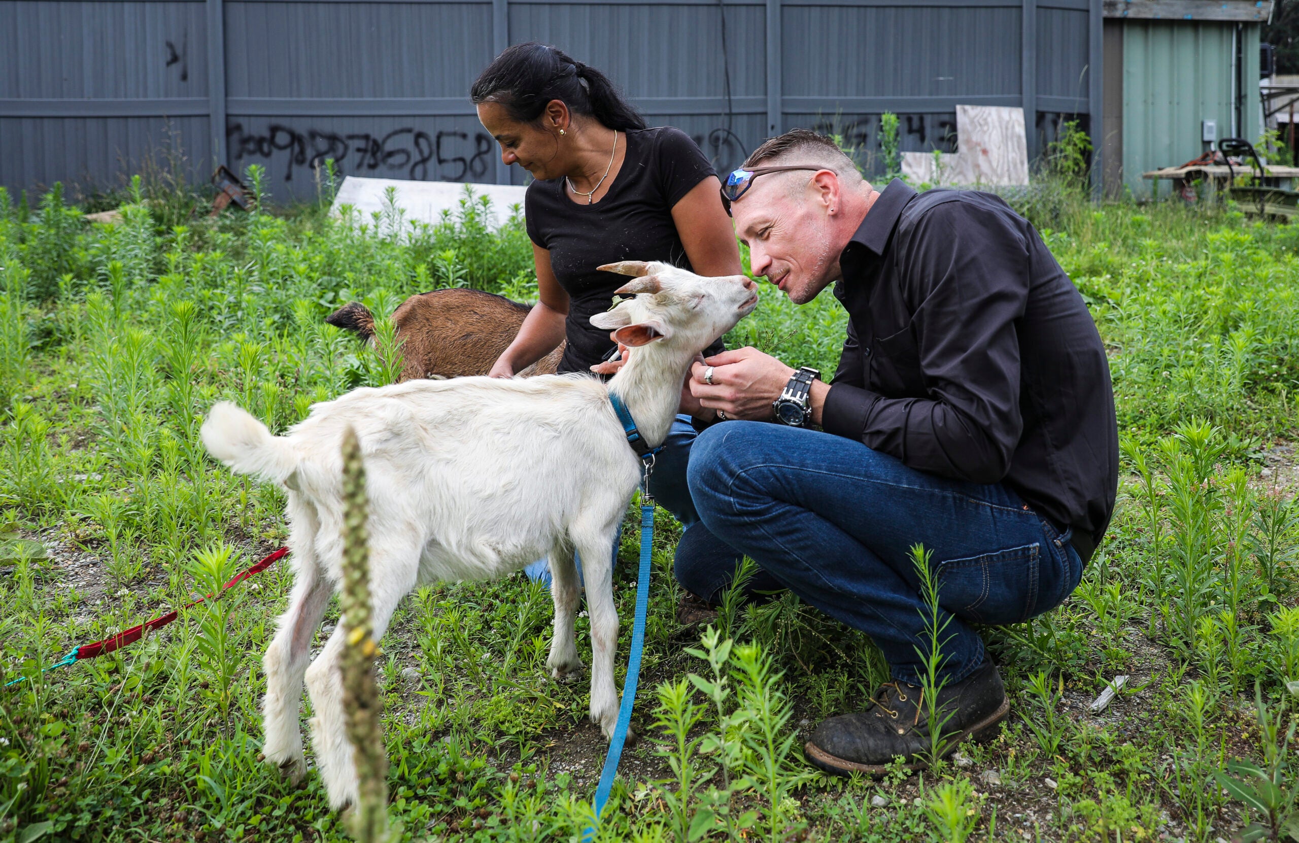 How Goats Are Farmed and Killed