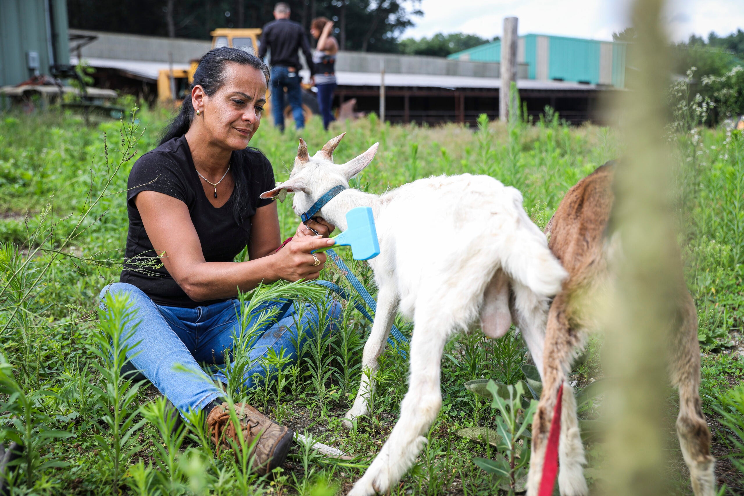 will dog food kill a goat