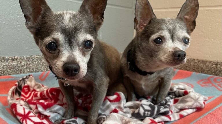 2 chihuahuas hot sale