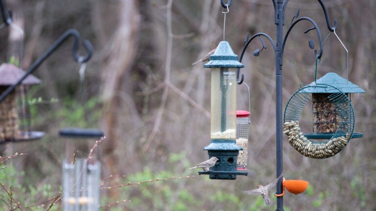 6 Reasons Why Birds Aren't Coming to Your Bird Feeder - ECCB Outdoor