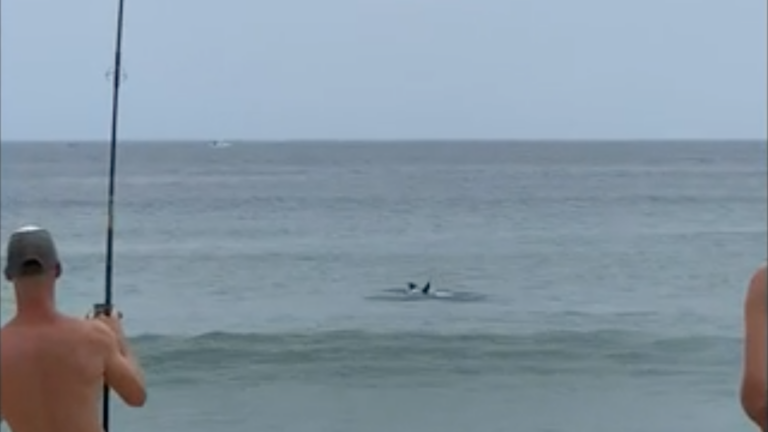 Watch: Cape Cod man catches Great White Shark