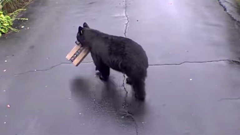 bear stealing package