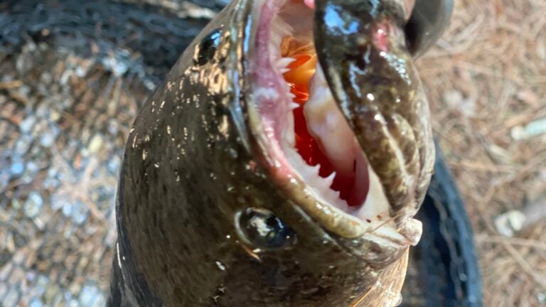 Man catches rare invasive snakehead fish in Canton reservoir