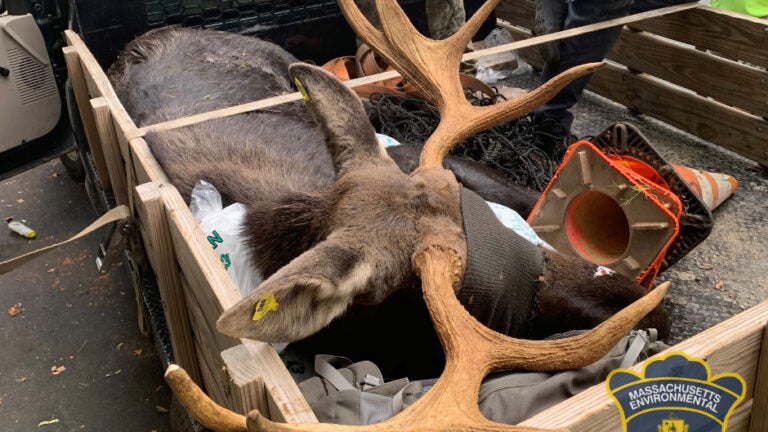 A moose hit by a car in Worcester wandered off and was captured safely