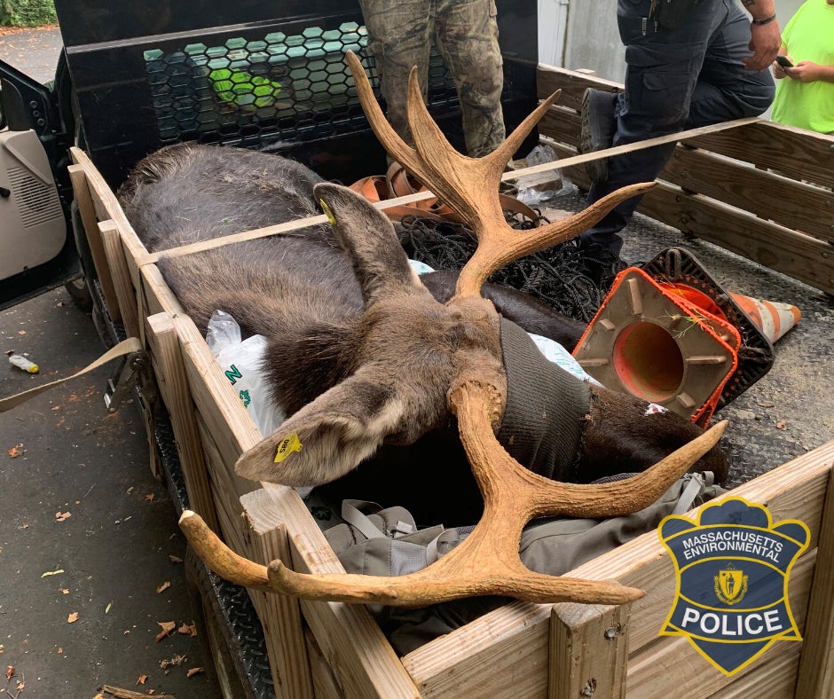 A moose hit by a car in Worcester wandered off and was captured safely