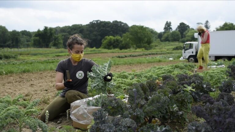Boston Area Gleaners