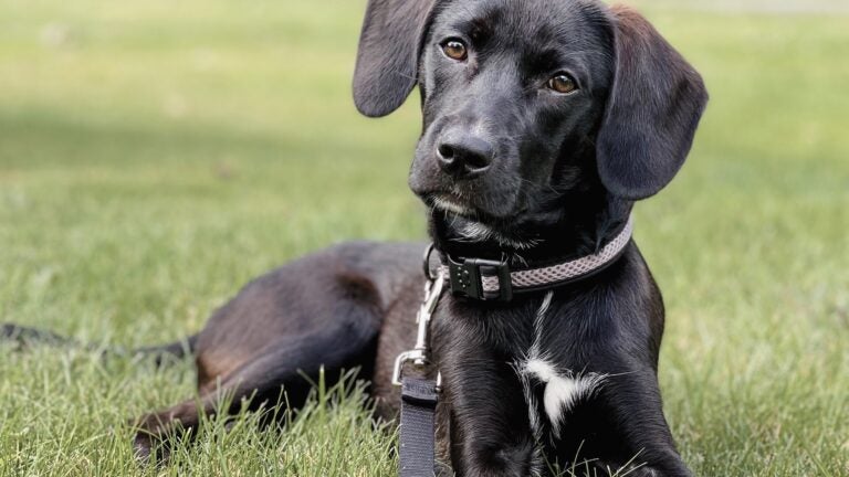 Dog Born with Six Legs Stuns Animal Rescue After Being Found Abandoned