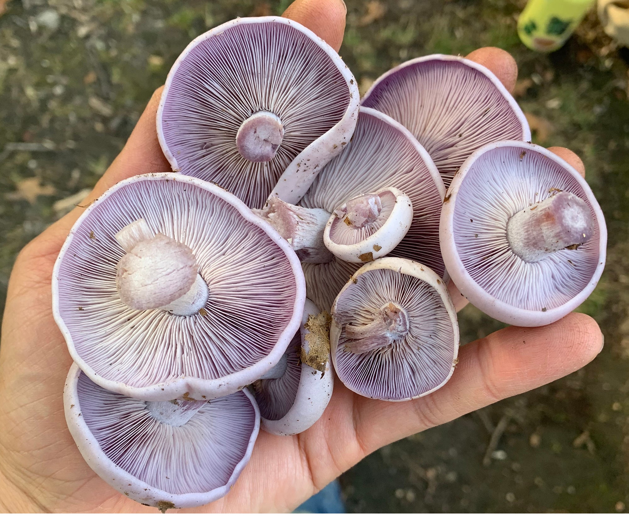 Forage mushrooms