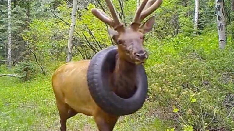 For more than 2 years, a wild elk had a car tire struck around its neck. Now, it's free. - Vimarsana News