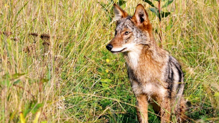 a dog that looks like a coyote