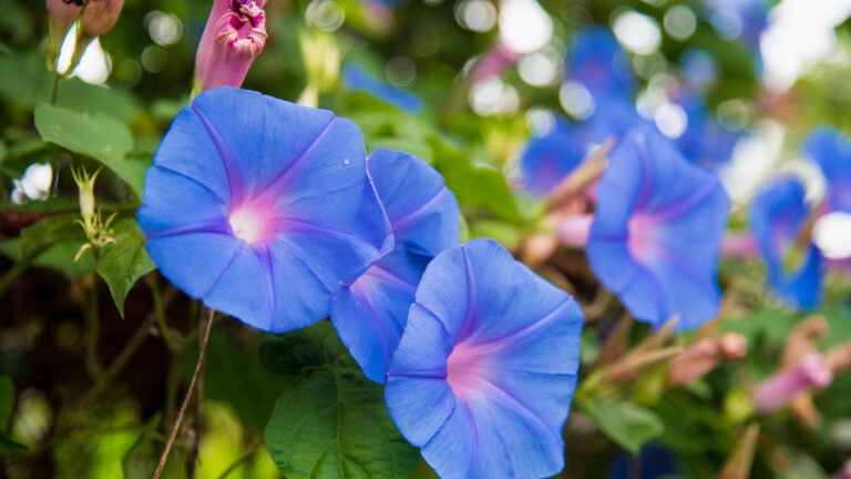 Morning-Glory-Adobe-Stock