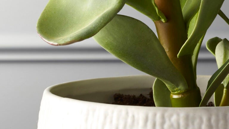 Fake-Plants-CB2-Succulent