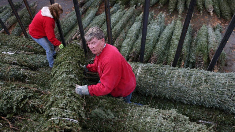 christmas tree shortage 2021 uk