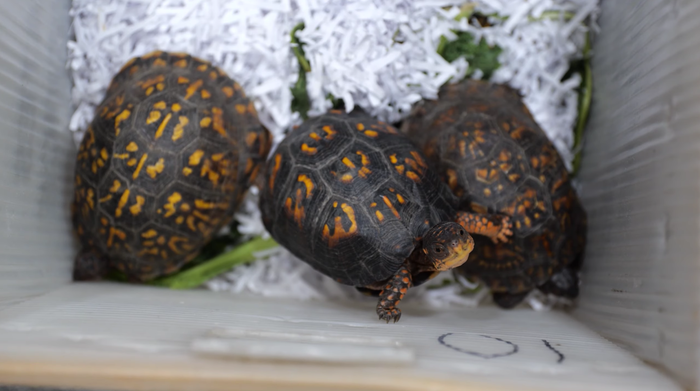 Rescuers see a spike in cold-stunned sea turtles stranded in Cape Cod Bay