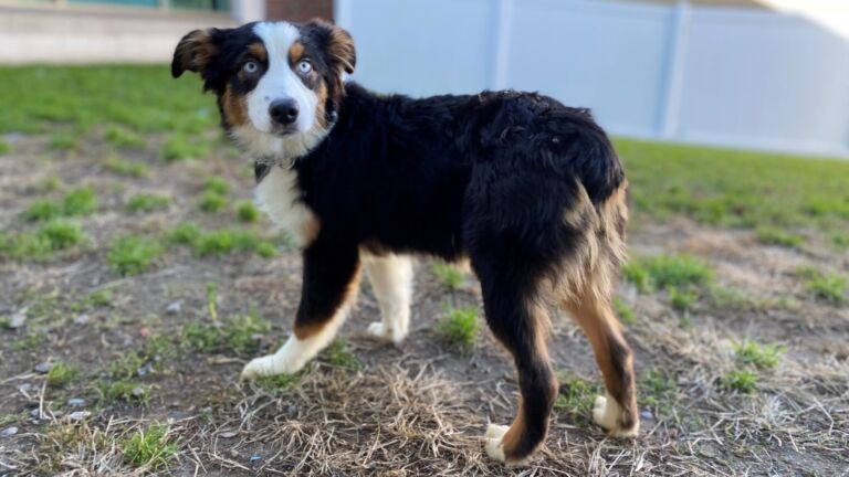 After rare surrender, 9 Aussie puppies are available for adoption