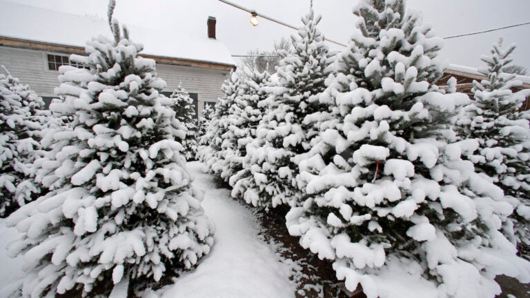 Mass. vendors are warning of another Christmas tree shortage this year