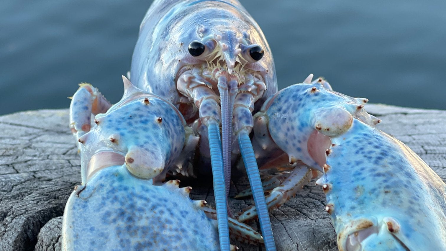 Rare 'cotton candy' Lobster found in Maine