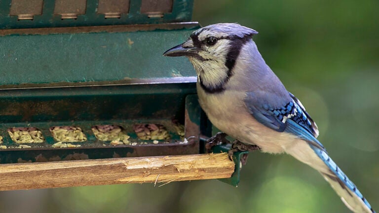 Dave-Zajac-ap-bluejay-feeder
