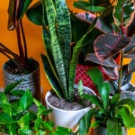Collection-Houseplants-in-Pots