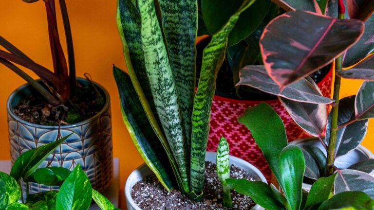 Collection-Houseplants-in-Pots