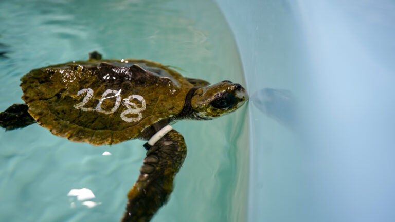 Rescuers see a spike in cold-stunned sea turtles stranded in Cape Cod Bay