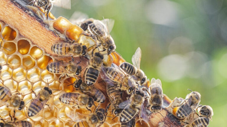 Couple finds 80,000 honeybees in their shower wall