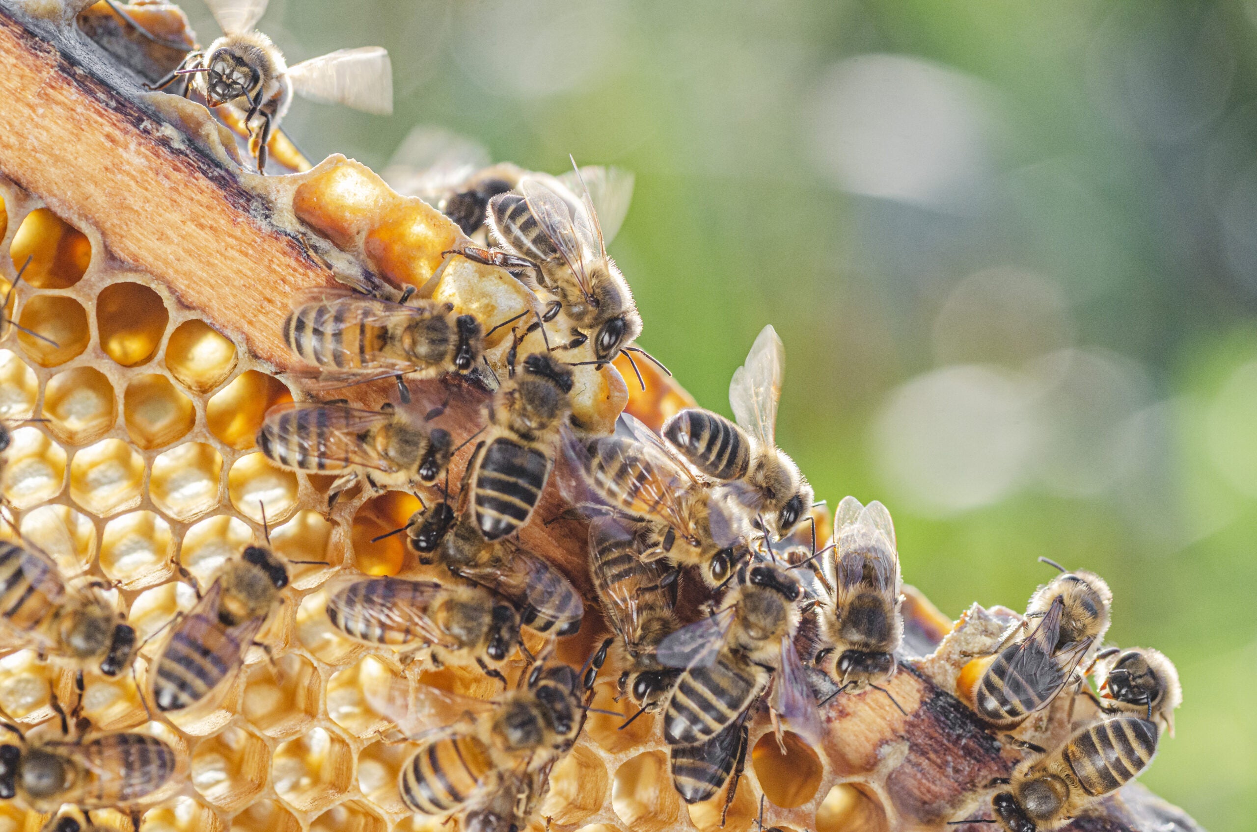 A swarm of bees on a honeycomb.