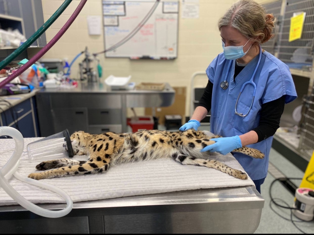 Mspca Nabs Rare African Serval Cat In Lincoln Neighborhood