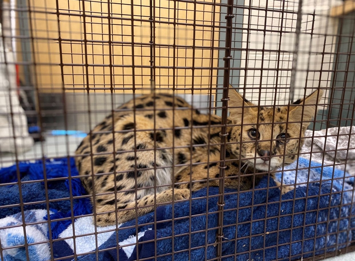 Mspca Nabs Rare African Serval Cat In Lincoln Neighborhood