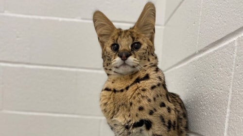 Bruno, the rare African serval found in Lincoln, is on the move