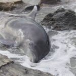 Seacoast Science Center