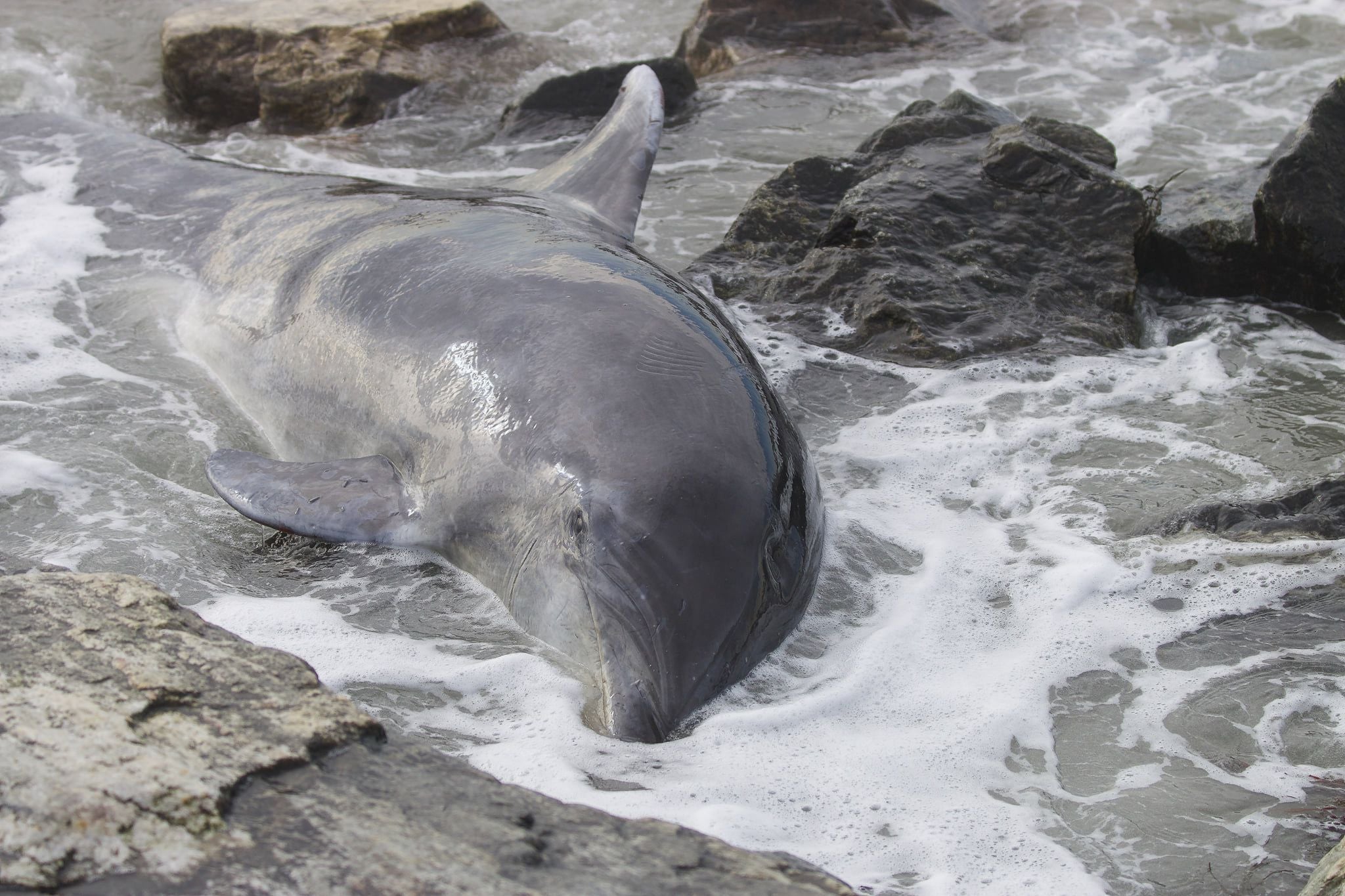 Researchers: Dolphins found dead were stranded during Sally